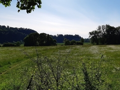 Im Frühling 2020 (2)